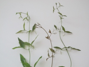 Note: leaves opposite, compound, 2-leaflets, and terminal 3-forked, “claw-like” tendril. 