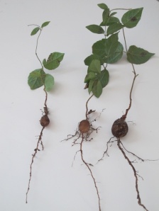 Seedlings- note tuberous roots.