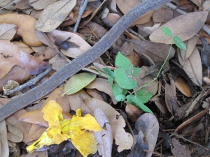 "Snake-like” seed pod, yellow trumpet-shaped flower, and young seedling.